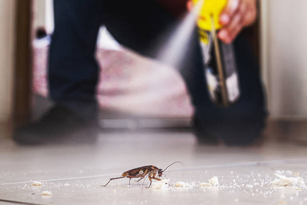 Best Insect Control  in Summit, NJ